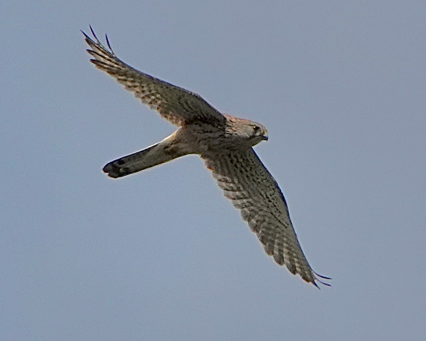 lesser kestrel